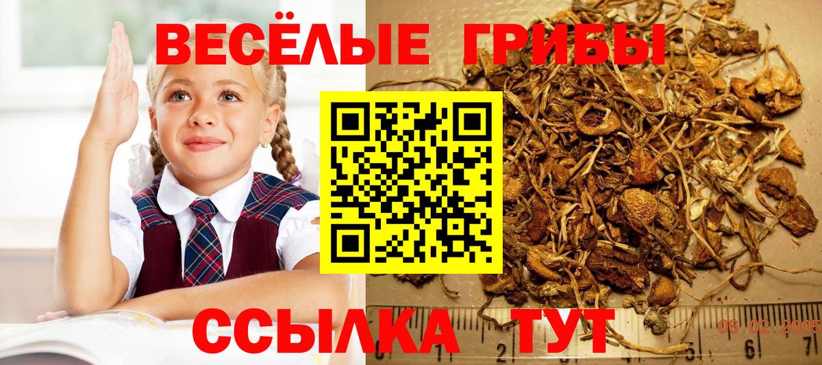 Галлюциногенные грибы Cubensis  Вход с VPN  Псилоцибиновые грибы мухоморы  Удомля 